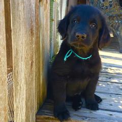 Flat-Coated Retriever Puppies from Beacon's Flat-Coated Retrievers