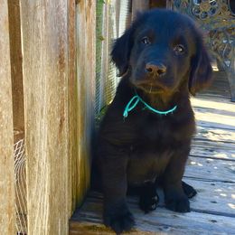Flat-Coated Retriever Puppies from Beacon's Flat-Coated Retrievers