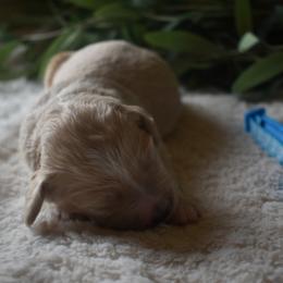 Male 3 - Red  male Goldendoodle puppy in Angola, Indiana from Classic City Doodles