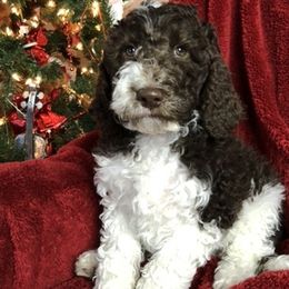 Labradoodle, Australian Labradoodle, and Schnoodle Puppies from Lake Mountain Doodle