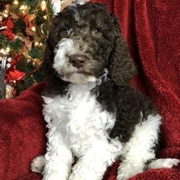 Labradoodle, Australian Labradoodle, and Schnoodle Puppies from Lake Mountain Doodle