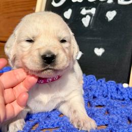 Moon - Light golden female Golden Retriever puppy in Doniphan, Missouri from Stockford’s Golden Retrievers