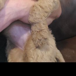 Goldendoodle Puppies from Luna Goldendoodles