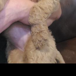 Goldendoodle Puppies from Luna Goldendoodles