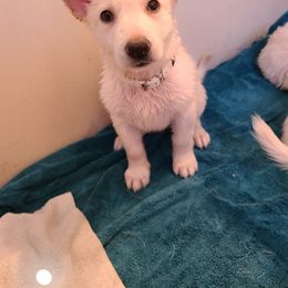 German Shepherd Puppies from Arctic Argonauts