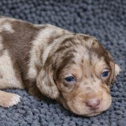 Hazel - Chocolate and cream female Dachshund puppy in Salem, Oregon from Longdox Mini Dachshunds
