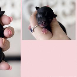 Fiona - Black female Chihuahua puppy in Harrison, Michigan from Cloud9 Chihuahuas