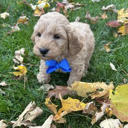 Alan - Apricot male Goldendoodle puppy in Mint Hill, North Carolina from DoodleForever