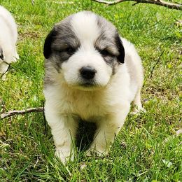 OFA Health Tested RED - White and badger Great Pyrenees puppy in Lynchburg, Tennessee from Flashlight Farmers AKC Great Pyrenees
