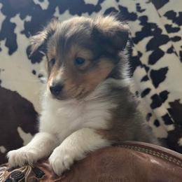 Boo Boo - Sable and white male Shetland Sheepdog puppy in Wapello, Iowa from Willow Rayne shelties and more