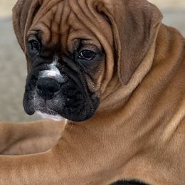 Boxer Puppies from Starlight Boxer Corner