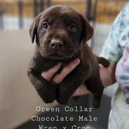 Green Collar - Chocolate male Labrador Retriever puppy in Boyd, Minnesota from Lindley Labradors