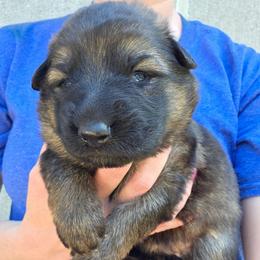 Pink Collar Girl - Sable female German Shepherd puppy in Dallas, Pennsylvania from Mountainside German Shepherds