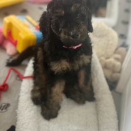 Goldendoodle Puppies from Fishermen’s Doodles