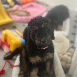 Goldendoodle Puppies from Fishermen’s Doodles