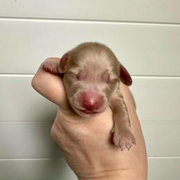 Boy 1 - Cream male Dachshund puppy in Wolf Lake, Indiana from Canisteo Dachshunds