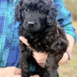 Bernedoodle and Goldendoodle Puppies from Have-a-Doodle Hill