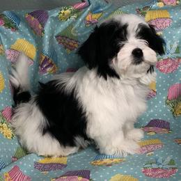 Havanese Puppies from Dreamworks Havanese