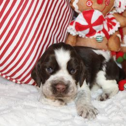 Girl 3 - English Springer Spaniel puppy in Swainsboro, Georgia from Sweet Georgia Springers