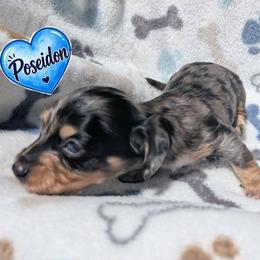 Poseidon - Dapple male Dachshund puppy in Winter Haven, Florida from Katrina's Punk Rock Dachshunds