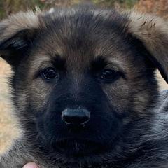 Onnie - Sable German Shepherd puppy in Linwood, North Carolina from Johnson K9s