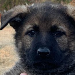 Onnie - Sable German Shepherd puppy in Linwood, North Carolina from Johnson K9s
