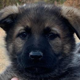 Onnie - Sable German Shepherd puppy in Linwood, North Carolina from Johnson K9s