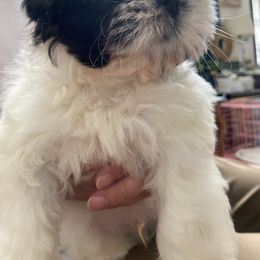 Boy 3 ROMEO - Gold and white Shih Tzu puppy in Ellicott City, Maryland from Dr. Dmitriy Kurenbin PURE SHIH TZU Puppies