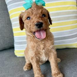 Marina - Apricot female Goldendoodle puppy in Wyandotte, Oklahoma from Goldendoodles of NE OK