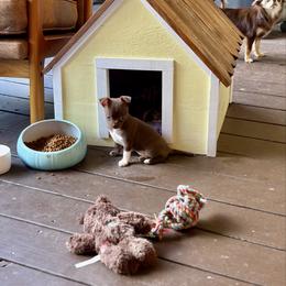 Mattie - Chocolate and white female Chihuahua puppy in Orange, Texas from Tiny Paws from God