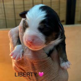 Girl 5 Liberty - Black tri female Miniature Australian Shepherd puppy in Bristow, Iowa from Pine Ridge Toy Aussies
