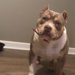 Toro - American Bully