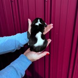 Girl 3 - Black brown and white female Basset Hound puppy in Noblesville, Indiana from Russell Bassets