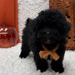 Rhett - Black male Poodle puppy in West Plains, Missouri from Puppies-4U