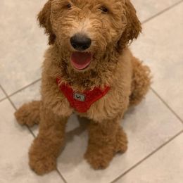 Goldendoodle Puppies from SunriseDoodles