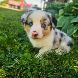 Louie - Blue merle and white male American Corgi puppy in Taylorsville, North Carolina from America's Red White and Bluie Corgis