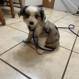 Female blue Merle - Blue merle female Toy Australian Shepherd puppy in Hillsboro, Illinois from Shoal Creek Puppies