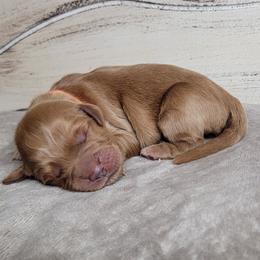 TBD - Dark golden male Golden Retriever puppy in Scurry, Texas from 07 Seven Oaks Goldens and Doodles