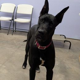 Follow My Lead's June - Black and white female Great Dane puppy in Brooksville, Florida from Follow My Lead Great Danes