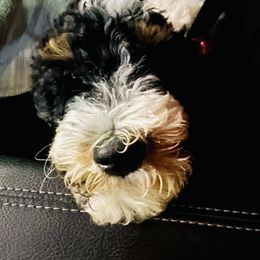 Goldendoodle Puppies from Labradoodleday