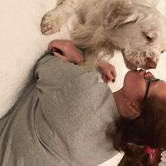 Clumber Spaniel All Grown Up from Tricklecreek Clumber Spaniels