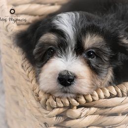 Bernedoodle and Aussiedoodle Puppies from Lillybee