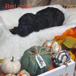 Red Collar - Black male Goldendoodle puppy in Sanderson, Florida from Serenity Goldendoodles