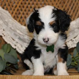 Tri Girl - Tri-color female Bernedoodle puppy in Belgreen, Alabama from Scott’s Farm Poodles and Doodles