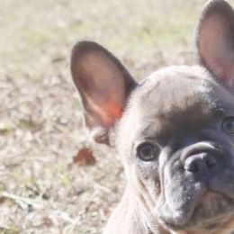 French Bulldogs from Madigan French bulldogs
