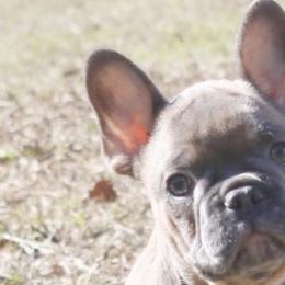 French Bulldogs from Madigan French bulldogs