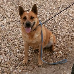 Australian Cattle Dog puppies from Christensen Heelers and Labs
