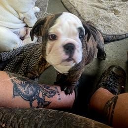 Fiona rose - Bulldog
