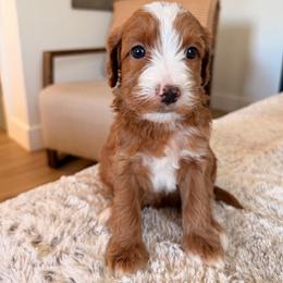 Girl 2 - Red  female Goldendoodle puppy in Glendale, Arizona from Follow Your Bliss Doodles