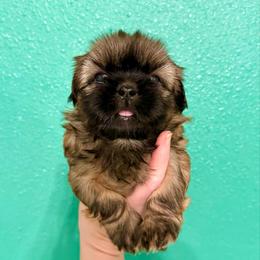 Zeus - Liver and white male Shih Tzu puppy in Stroud, Oklahoma from Laik’s Little Shihtz & Poms